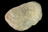 Fossil Hadrosaur Phalange - Alberta (Disposition #-) #143307-2